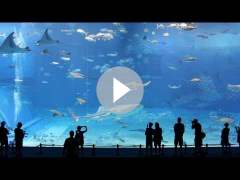 Kuroshio Sea - 2nd largest aquarium tank in the world - (song is Please don't go by Barcelona)