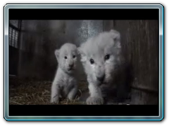 White Lion Cubs birth part 1 - actual birth